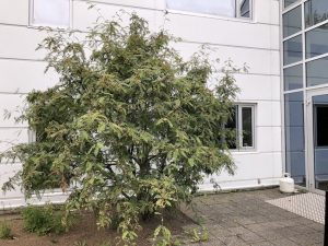 Koparreynir - Sorbus frutescens - Image 5