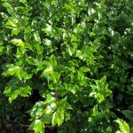 Kristsþyrnir 'Blue Angel' - Ilex x meserveae 'Blue Angel'