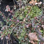 Kúlumispill / Slútmispill - Cotoneaster congestus