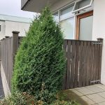 Kínaeinir 'Stricta' - Juniperus chinensis 'Stricta'