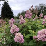 Lágkvistur - Spiraea humilis