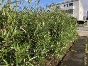 Lensuvíðir 'Ljómi' - Salix lasiandra 'Ljómi' - Image 4