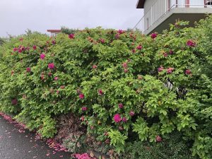 "Hansarós" - Rosa rugosa 'Hansa' - Image 3
