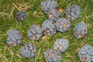 Lindifura - Pinus sibirica - Mörkin, Hallormsstað - Image 2