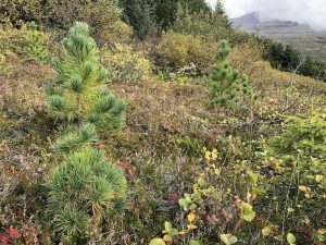 Lindifura - Pinus sibirica - Mörkin, Hallormsstað - Image 6