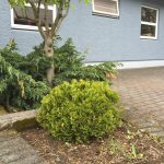 Kanadalífviður 'Tiny Tim' - Thuja occidentalis 'Tiny Tim'