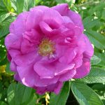Ígulrós 'Logafold' - Rosa rugosa 'Logafold'