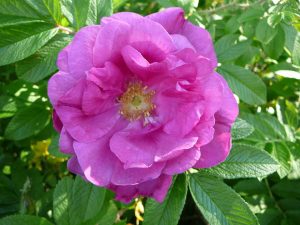 Ígulrós 'Logafold' - Rosa rugosa 'Logafold'