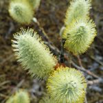 Loðvíðir - Salix lanata - jarðlægur