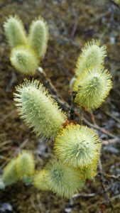 Loðvíðir - Salix lanata - jarðlægur