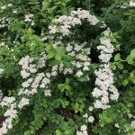 Mánakvistur - Spiraea 'Máni'