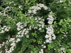 Mánakvistur - Spiraea 'Máni'