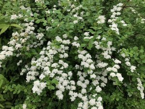 Mánakvistur - Spiraea 'Máni' - Image 2