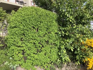 Mánakvistur - Spiraea 'Máni' - Image 3