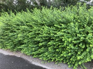 Mánakvistur - Spiraea 'Máni' - Image 5