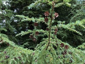 Marþöll - Tsuga heterophylla - Íslensk kvæmi - Image 3