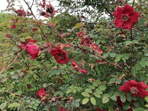 Meyjarós 'Kristine' - Rosa moyesii 'Kristine' - Image 2