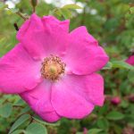 Meyjarós 'Gréta' - Rosa moyesii 'Gréta'