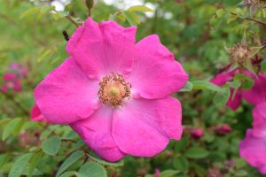 Meyjarós 'Gréta' - Rosa moyesii 'Gréta'