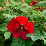 Meyjarós 'Kristine' - Rosa moyesii 'Kristine'