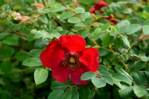 Meyjarós 'Kristine' - Rosa moyesii 'Kristine'