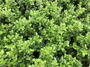 Myrtuvíðir 'Vala' - Salix myrsinites 'Vala' - Image 4