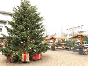 Kákasusþinur / Nordmannsþinur - Abies nordmanniana - Image 2