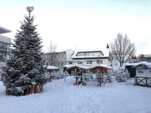 Kákasusþinur / Nordmannsþinur - Abies nordmanniana - Image 3