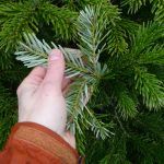 Kákasusþinur / Nordmannsþinur - Abies nordmanniana