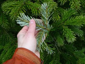 Kákasusþinur / Nordmannsþinur - Abies nordmanniana
