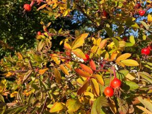 Rós 'Hilda' - Rosa 'Hilda' - Image 3