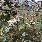 Perlureynir - Sorbus munda