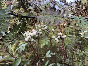 Perlureynir - Sorbus munda