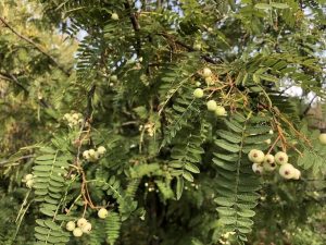 Perlureynir - Sorbus munda - Image 2