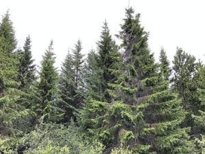 Rauðgreni - Picea abies - Image 2