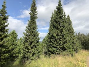 Rauðgreni - Picea abies - Image 3