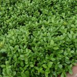 Rauðberjalyng / Týtuber 'Koralle' - Vaccinium vitis-idaea 'Koralle'