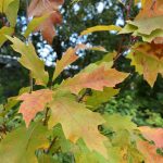 Rauðeik - Quercus rubra