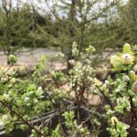 Reklavíðir 'Wehrhahnii' - Salix hastata 'Wehrhahnii'