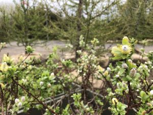 Reklavíðir 'Wehrhahnii' - Salix hastata 'Wehrhahnii'