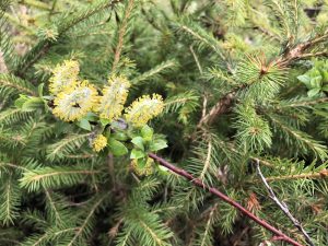 Reklavíðir 'Wehrhahnii' - Salix hastata 'Wehrhahnii' - Image 2