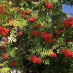 Reyniviður / Ilmreynir / Reynir - Sorbus aucuparia