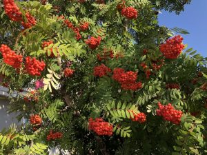 Reyniviður / Ilmreynir / Reynir - Sorbus aucuparia