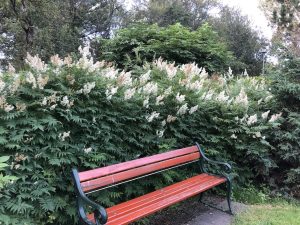 Reyniblaðka 'Pia'- Sorbaria sorbifolia 'Pia' - Image 4