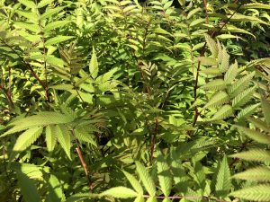 Reyniblaðka 'Pia'- Sorbaria sorbifolia 'Pia' - Image 2