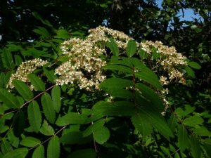 Reyniviður / Ilmreynir / Reynir - Sorbus aucuparia - Image 3