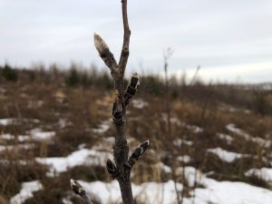 Reyniviður / Ilmreynir / Reynir - Sorbus aucuparia - Image 5