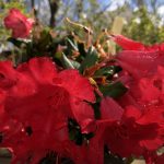 Lyngrós 'Baden Baden' - Rhododendron 'Baden Baden'