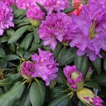 Dröfnulyngrós 'Grandiflorum' - Rhododendron catawbiense 'Grandiflorum'