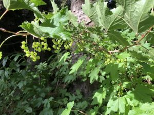 Rifs 'Rautt Hollenskt' - Ribes rubrum 'Rautt Hollenskt' - Image 2